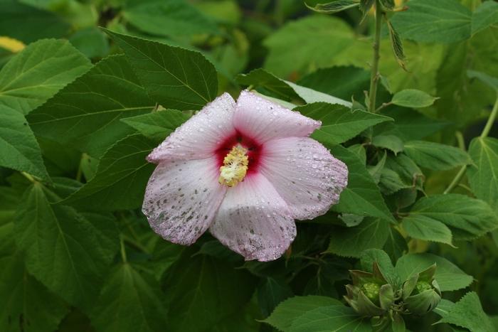 Hibiscus moscheutos 