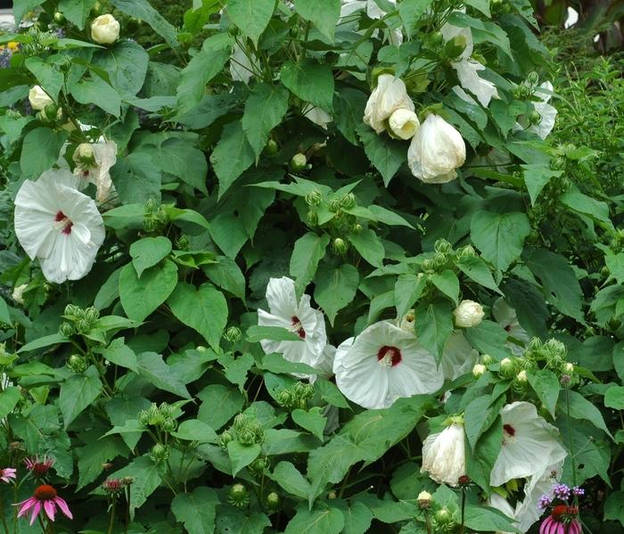 Hibiscus moscheutos Old Yella
