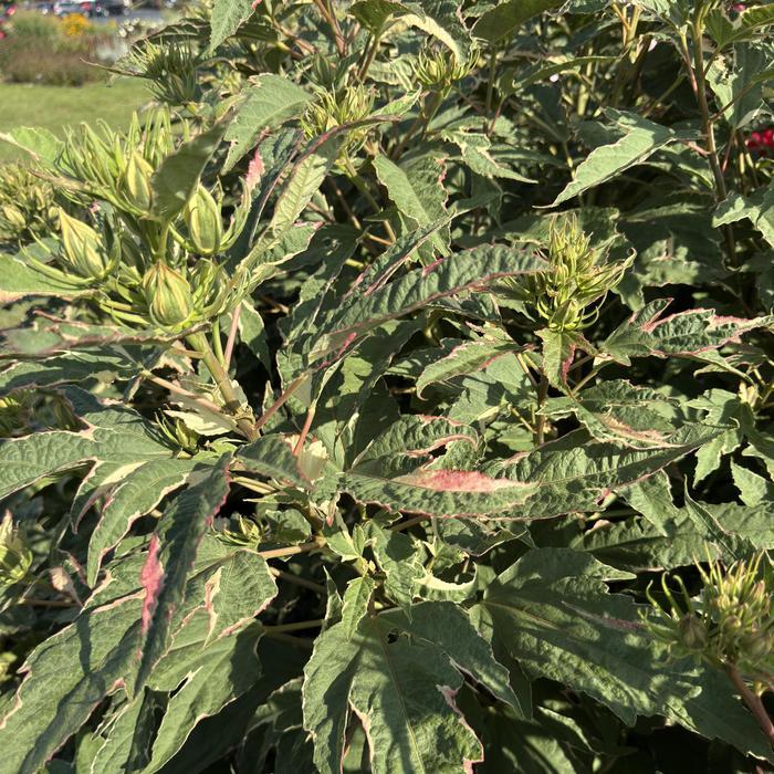 Hibiscus Summer Carnival