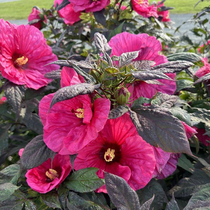 Hibiscus Summerific&reg; Evening Rose
