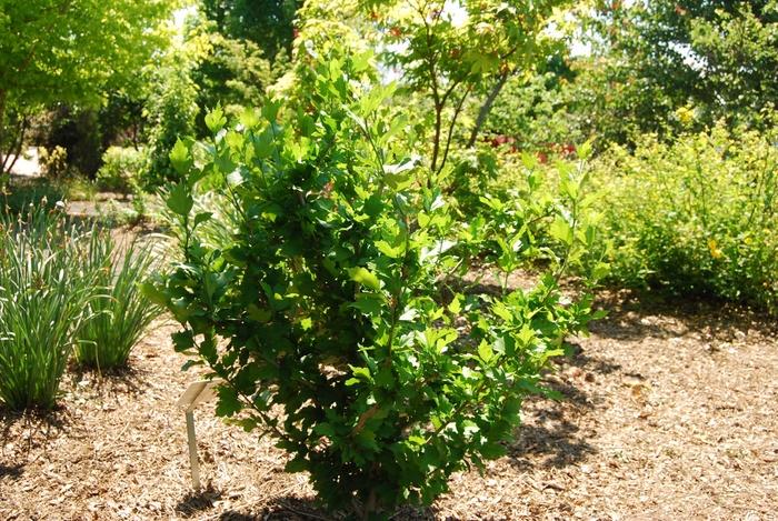 Hibiscus syriacus Violet Satin&reg;