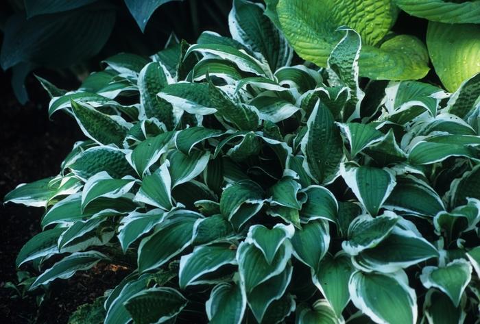 Hosta Ginko Craig