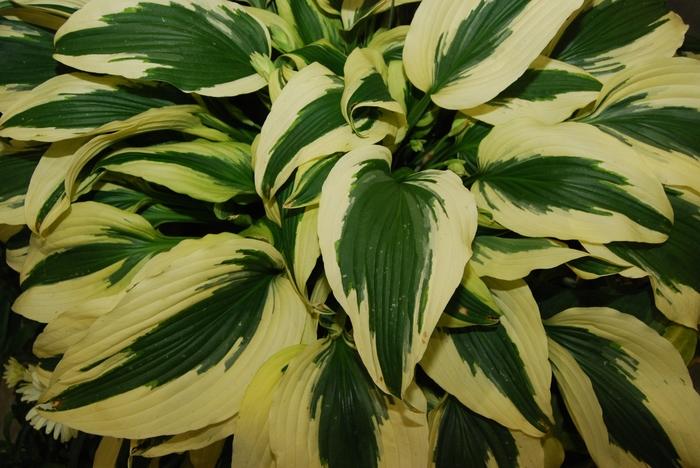 Hosta Ice Follies