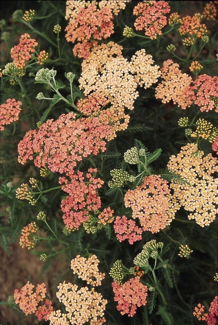 Achillea millefolium Apple Blossom