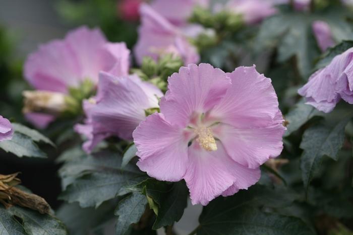 Hibiscus Pollypetite&reg;