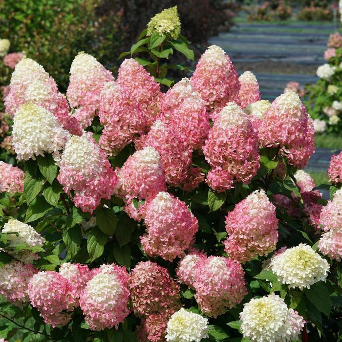 Hydrangea paniculata Quick Fire Fab&reg;