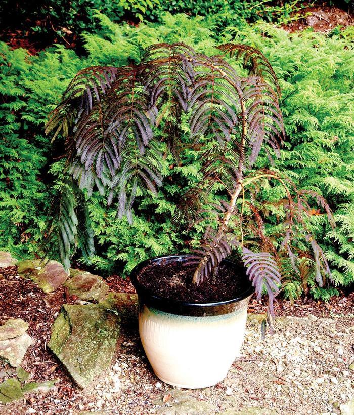 Albizia julibrissin Chocolate Fountain&trade;