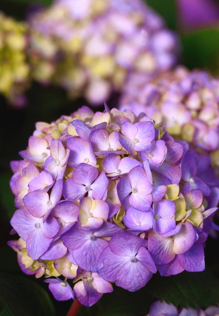 Hydrangea macrophylla BloomStruck&reg;