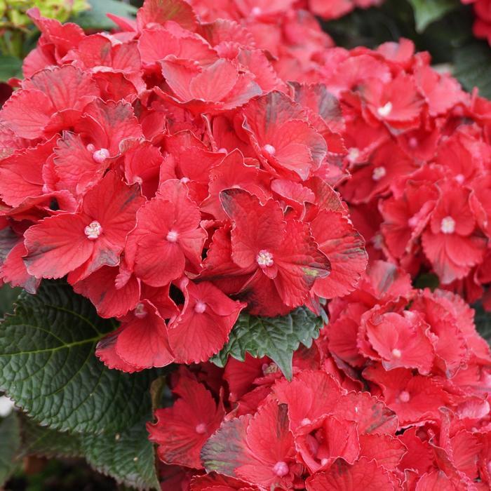 Hydrangea Macrophylla Cherry-go-round&trade;