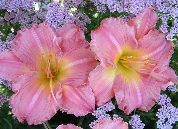Hydrangea macrophylla Glory Blue