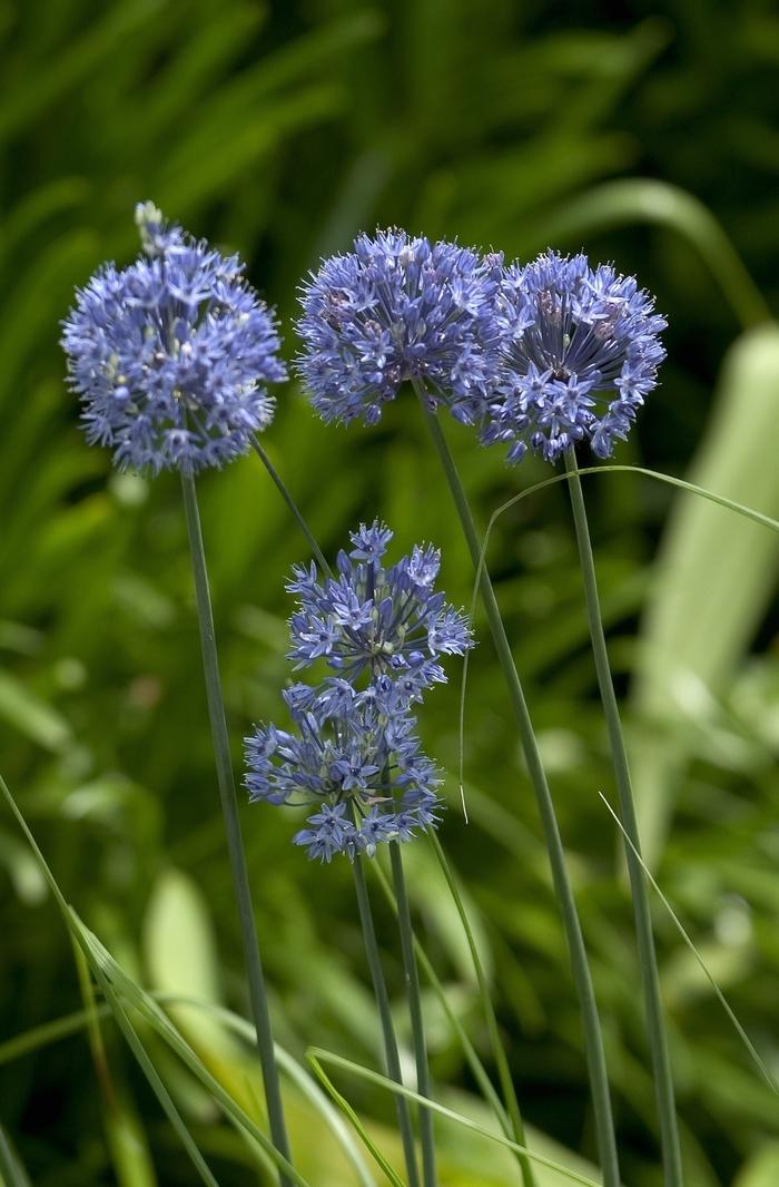 Allium caeruleum 
