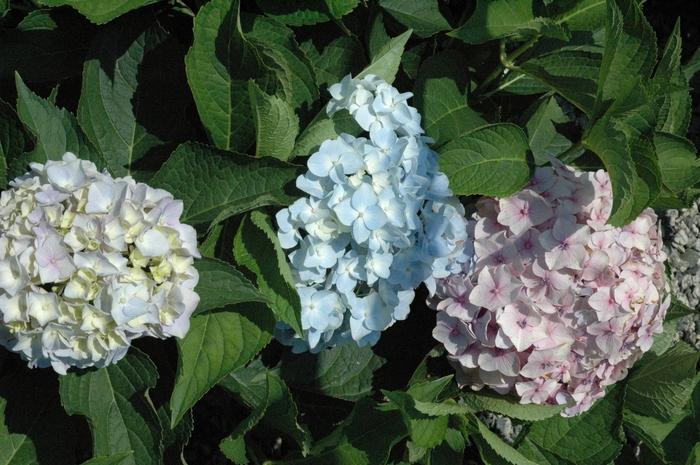 Hydrangea macrophylla Mini Penny&trade;