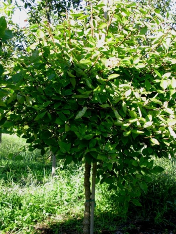 Hydrangea paniculata Grandiflora