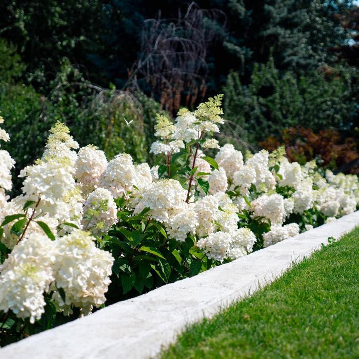 Hydrangea paniculata Bouncy&trade;