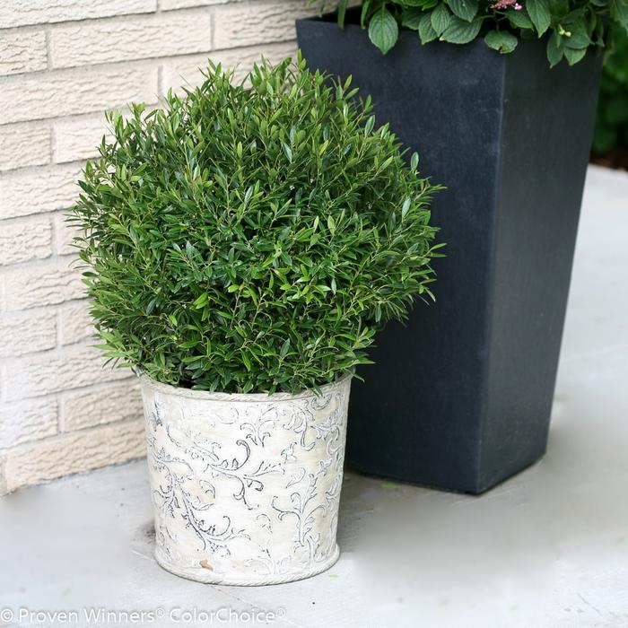 Ilex glabra Gem Box&reg;