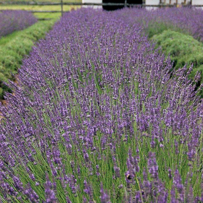 Lavandula x intermedia Phenomenal&reg;