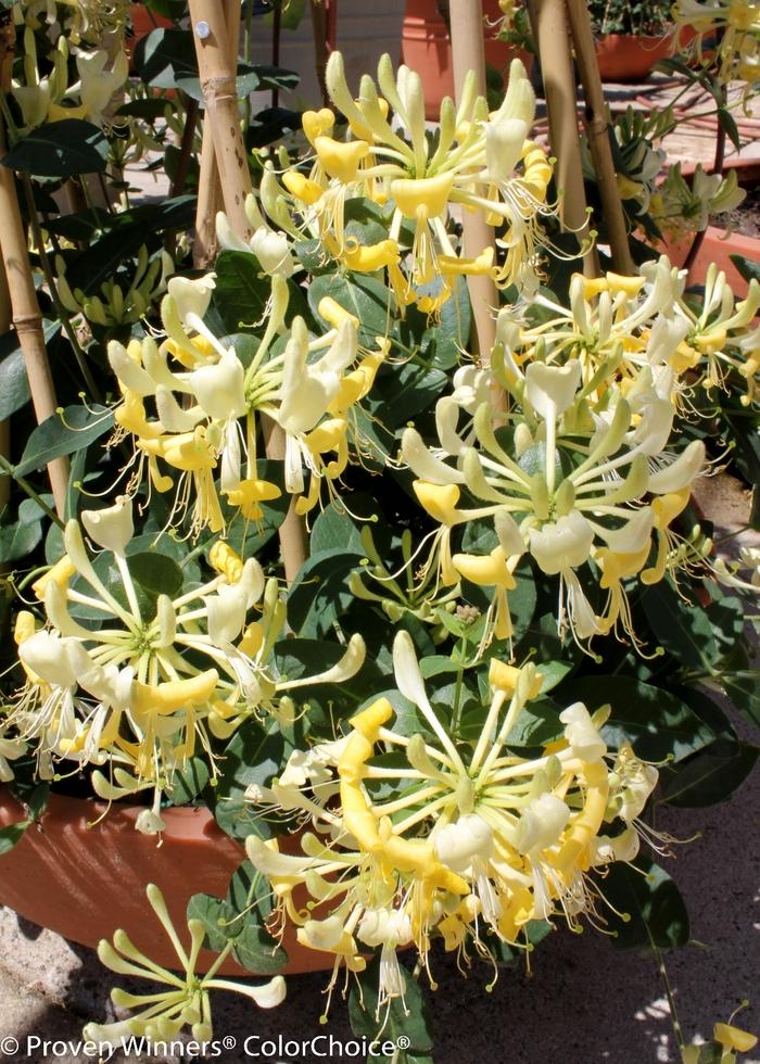Lonicera periclymenum Scentsation