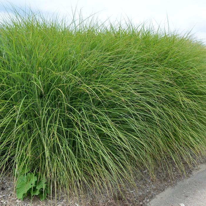 Miscanthus sinensis Gracillimus