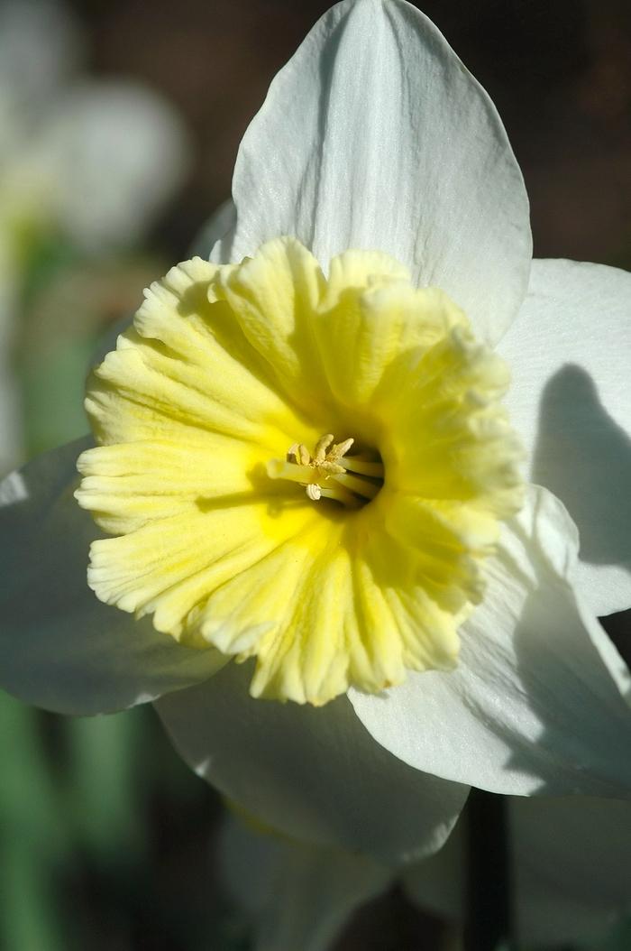 Narcissus Ice Follies