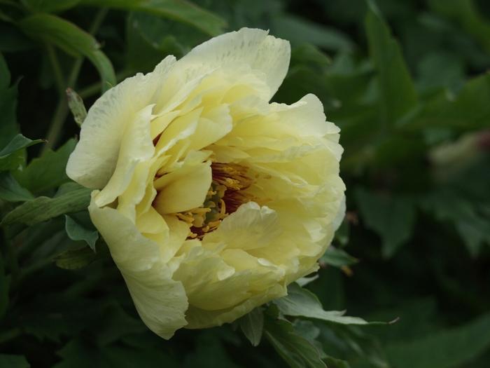 Paeonia suffruticosa High Noon