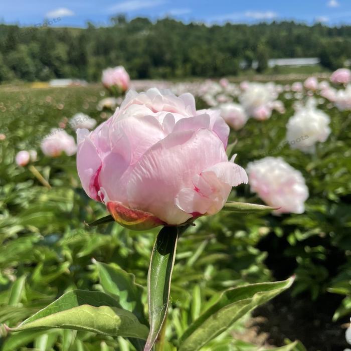 Paeonia lactiflora Shirley Temple