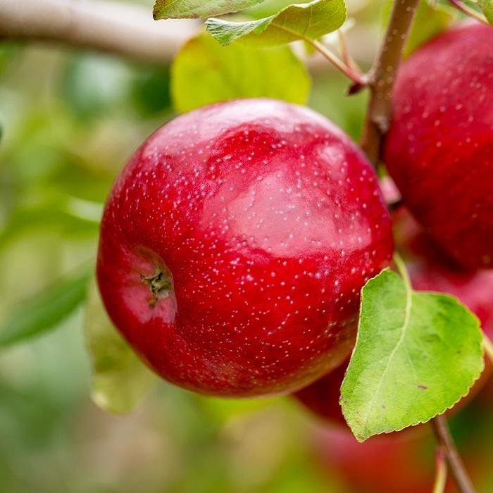 Malus Triumph&trade;