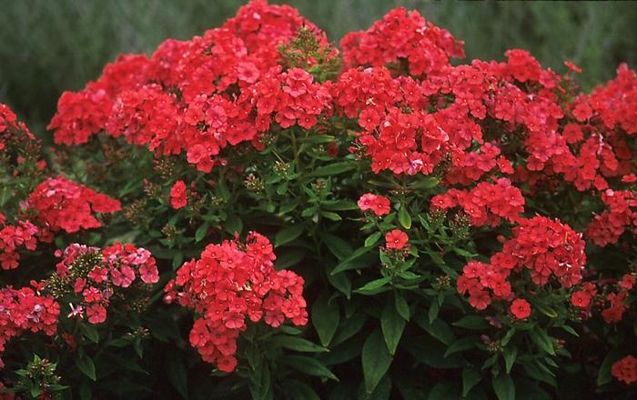 Phlox paniculata Orange Perfection