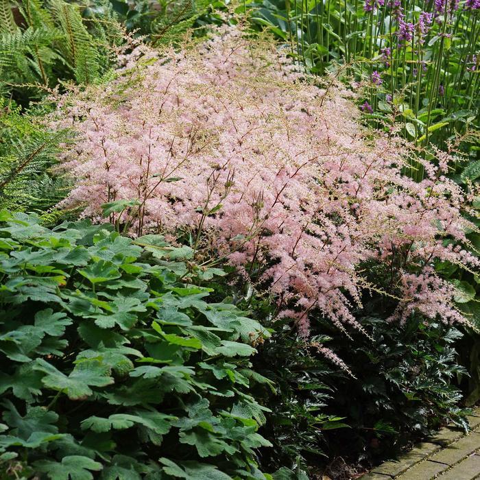 Astilbe simplicifolia Hennie Graafland