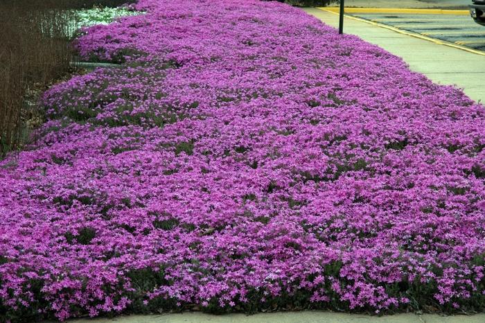 Phlox subulata 