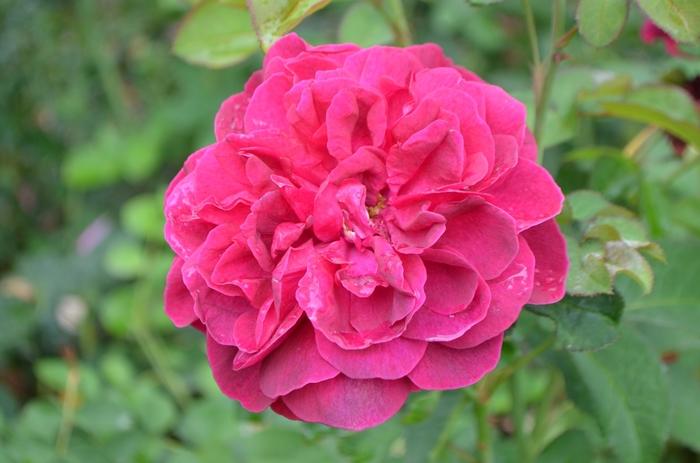 Pieris japonica Red Mill