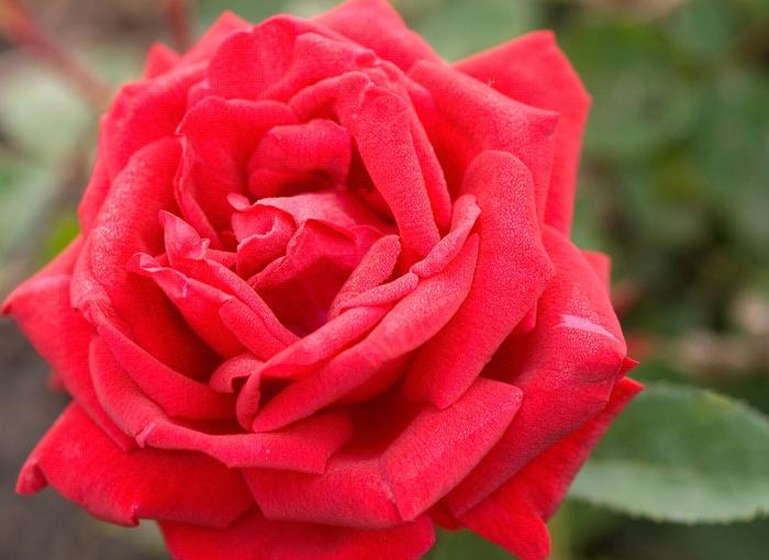 Pieris japonica Prelude