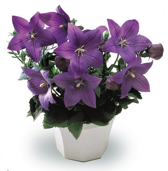 Platycodon grandiflorus Astra Blue