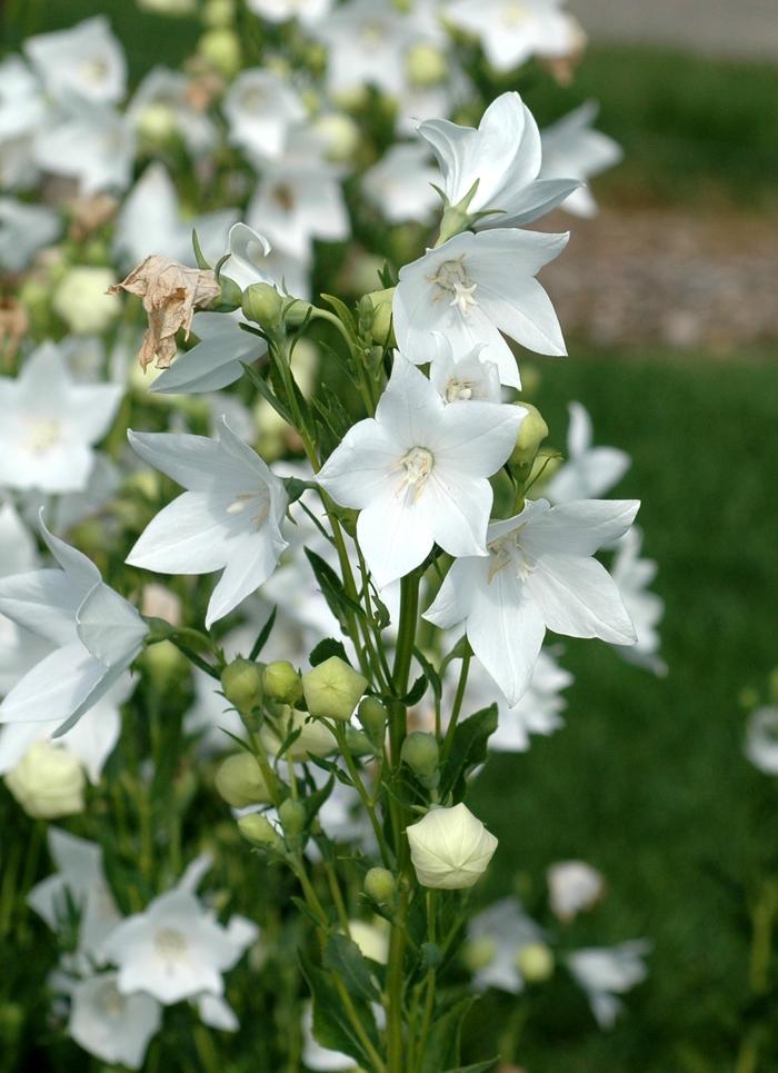 Platycodon grandiflorus Fuji White