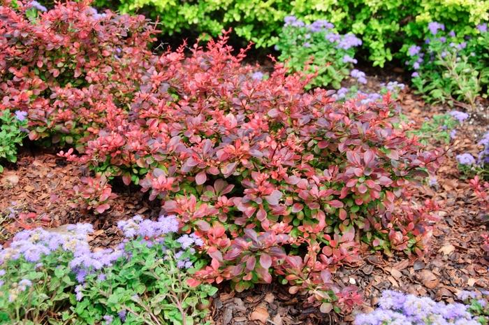 Berberis thunbergii Royal Burgundy&reg;