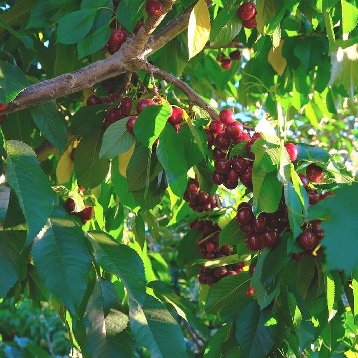 Prunus avium Bing