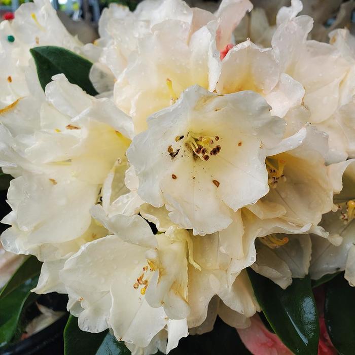 Rhododendron Golden Torch