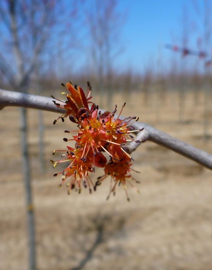 Rhododendron P.J.M. Elite