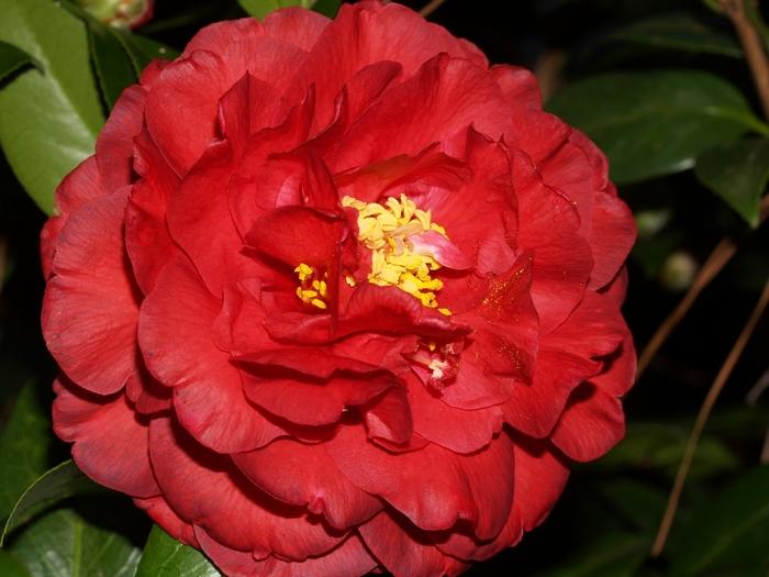 Camellia japonica 'Greensboro Red' - Camellia from Grower Website Two