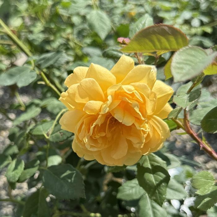 Rosa Golden Celebration