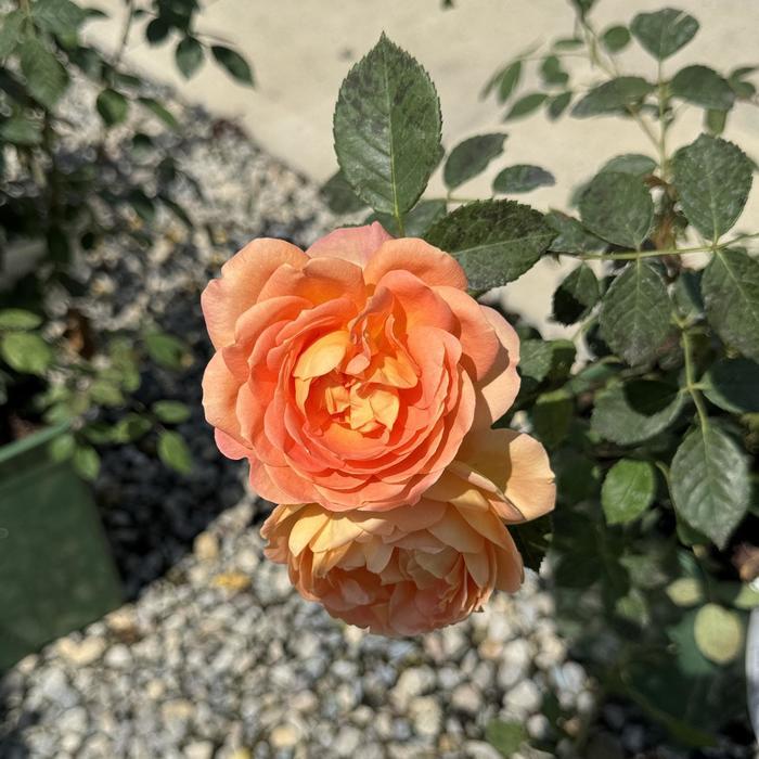 Rosa Lady of Shalott