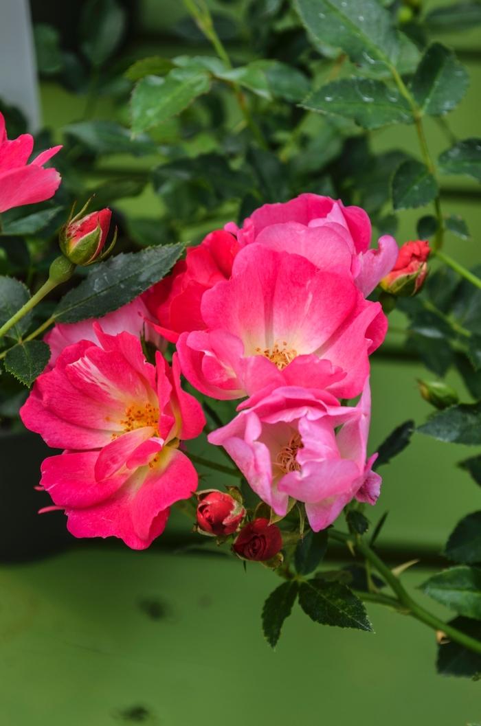 Rosa Pink Drift&reg;