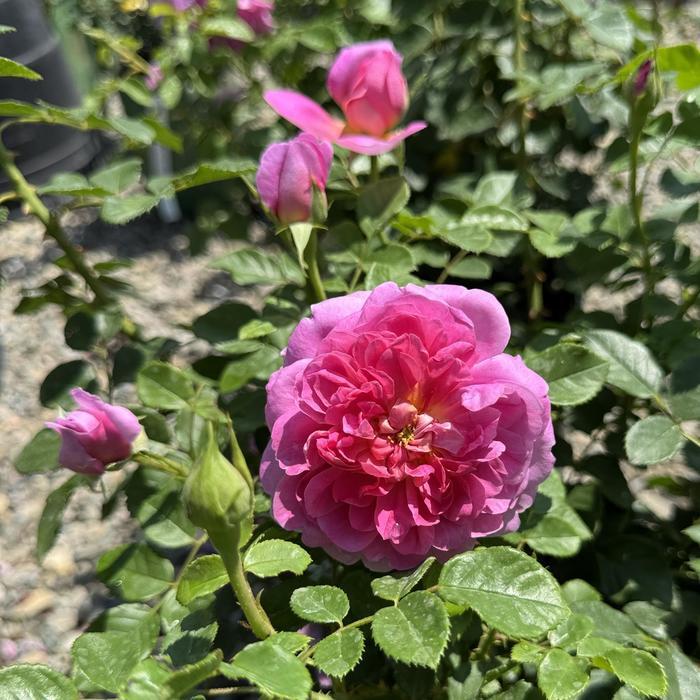 Rosa Princess Anne
