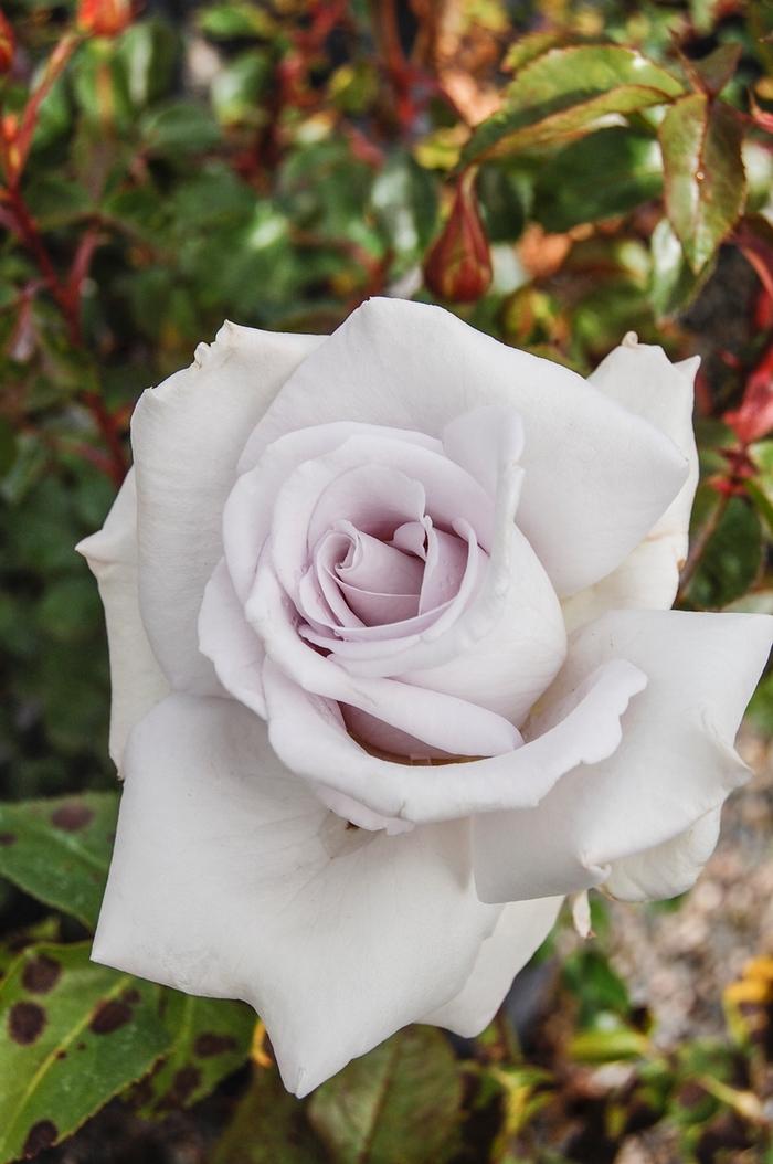 Rosa Stainless Steel&trade;