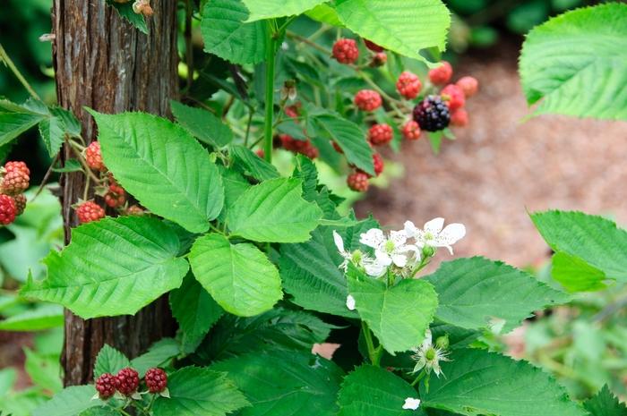 Rubus fruticosus Chester