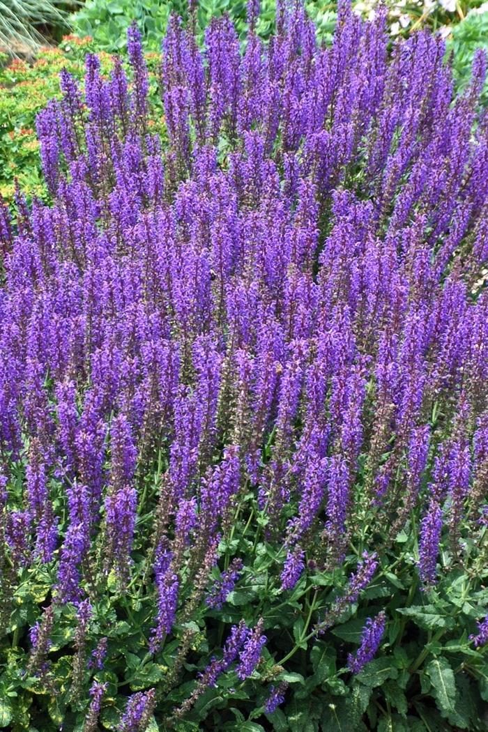 Salvia nemorosa Marcus&reg;