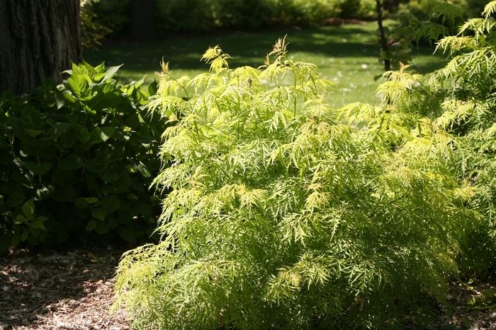 Sambucus racemosa Lemony Lace&reg;