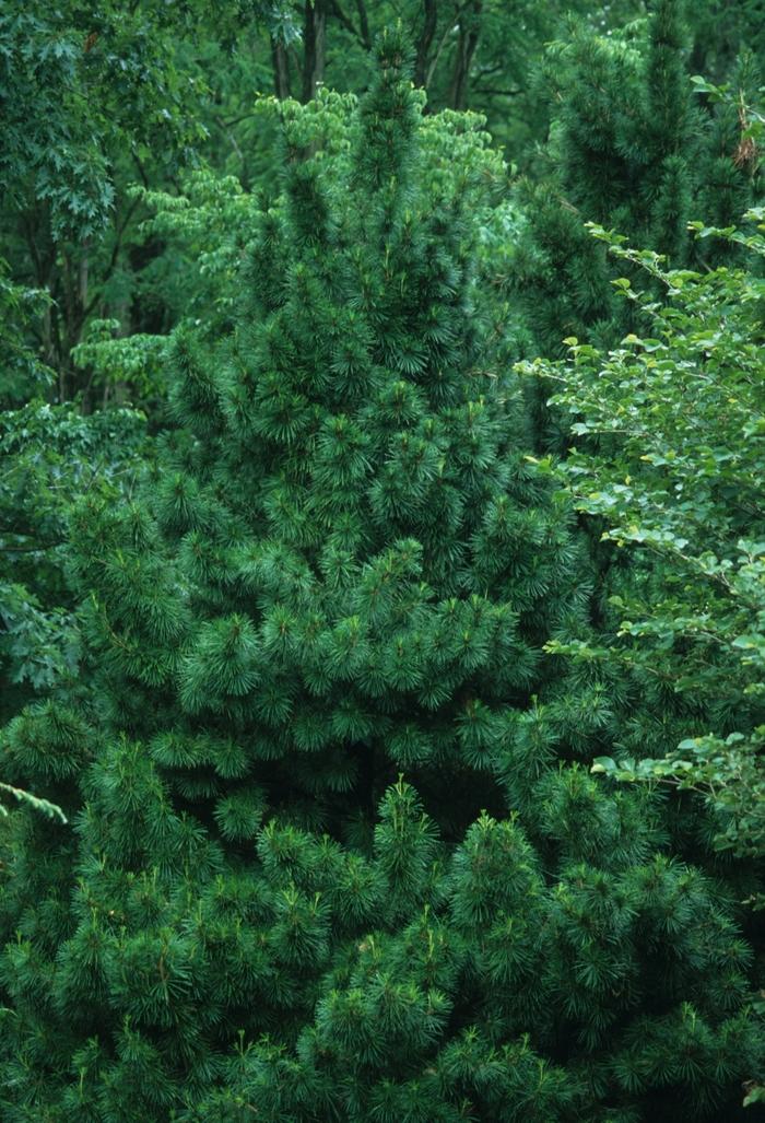 Sciadopitys verticillata 