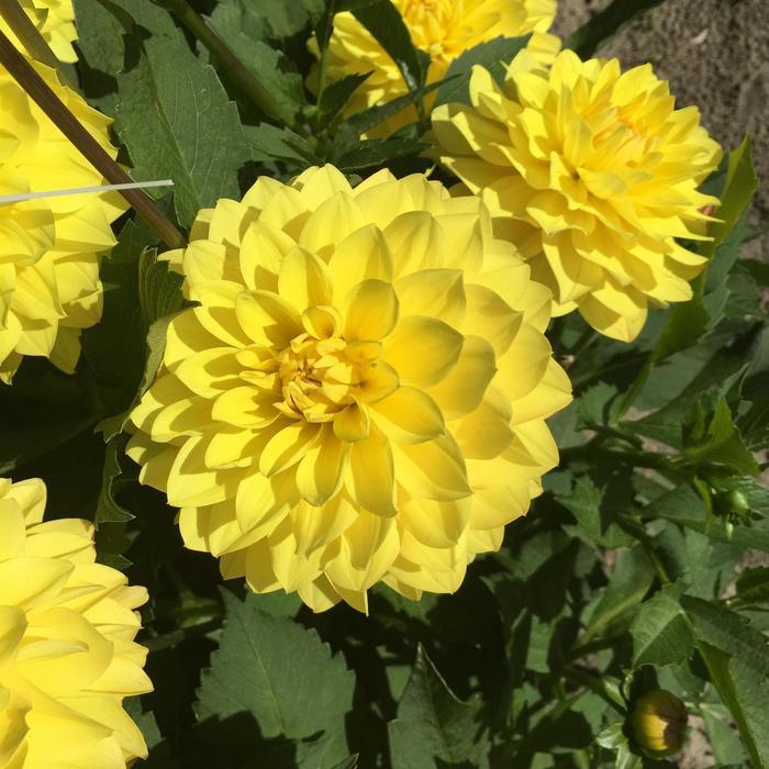 Sedum spectabile Neon