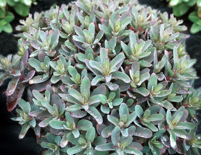 Sedum telephium Marina