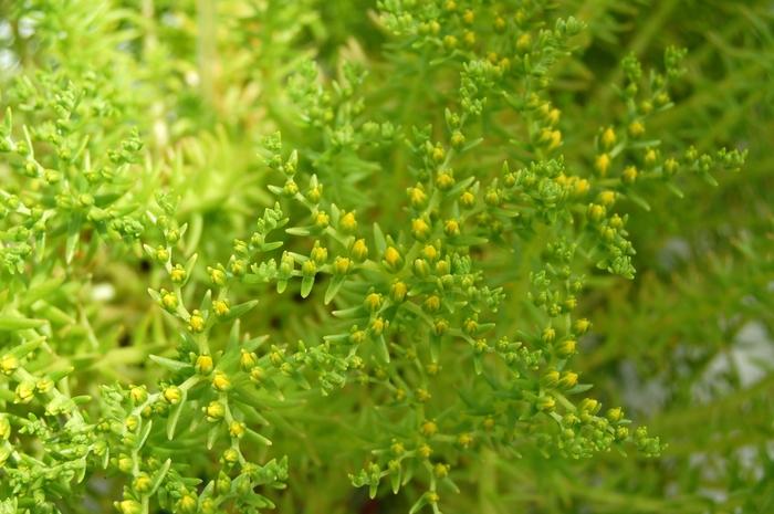 Sedum mexicanum Lemon Ball
